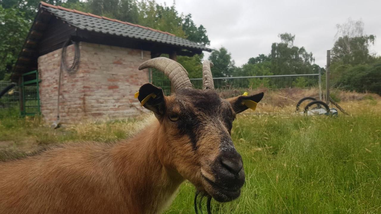 Zimmervermietung Zahn Baalberge Buitenkant foto